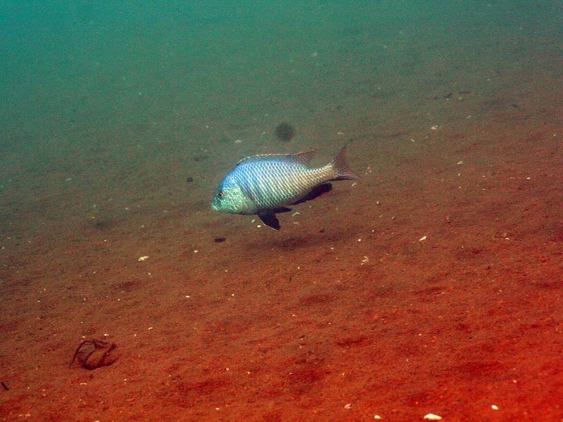 Trematocranus placodon 'Malopa'